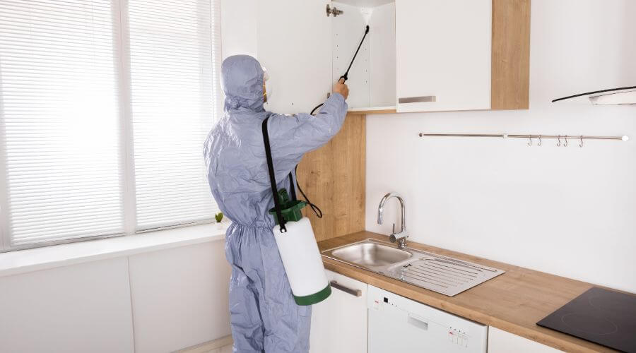 Professional pest control services in Sydney